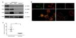 CD11c Antibody in Immunocytochemistry (ICC/IF)