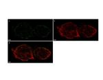 CD11c Antibody in Immunocytochemistry (ICC/IF)