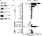 CYP3A4 Antibody in Western Blot (WB)