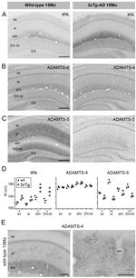 ADAMTS4 Antibody in Immunohistochemistry (IHC)