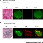 CD8a Antibody in Immunocytochemistry (ICC/IF)