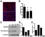 Endomucin Antibody in Immunohistochemistry (IHC)