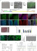 Nanog Antibody in Immunocytochemistry (ICC/IF)