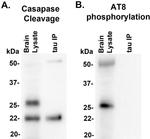 Tau (Cleaved Asp421, Asp422) Antibody in Western Blot (WB)