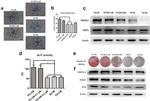 PDGFRB Antibody in Western Blot (WB)