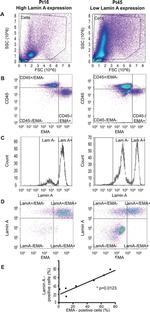 CD45 Antibody in Flow Cytometry (Flow)