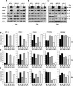 PFKFB4 Antibody in Western Blot (WB)