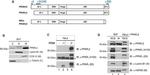 PPAR gamma-2 Antibody in Western Blot (WB)