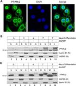 PPAR gamma-2 Antibody in Western Blot (WB)