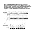 SMYD3 Antibody in Western Blot (WB)