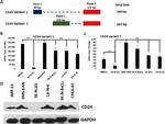 CD24 Antibody in Western Blot (WB)