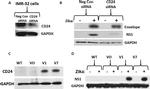 CD24 Antibody in Western Blot (WB)