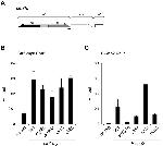 c-Myc Antibody in ChIP Assay (ChIP)