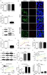 Dengue Virus Type 2 NS3 Antibody in Western Blot (WB)