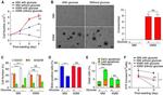 BrdU Antibody in Flow Cytometry (Flow)