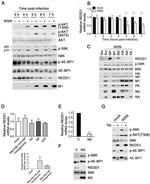 Influenza A M2 Antibody in Western Blot (WB)