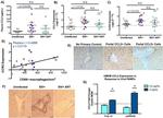 MCP-1 Antibody in Immunohistochemistry (IHC)