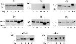 ATP1A3 Antibody in Western Blot (WB)