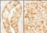 rpL7a/SURF3 Antibody in Immunohistochemistry (IHC)