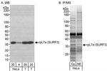 rpL7a/SURF3 Antibody in Western Blot (WB)