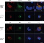 TGN46 Antibody in Immunocytochemistry (ICC/IF)