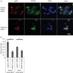 TGN46 Antibody in Immunocytochemistry (ICC/IF)