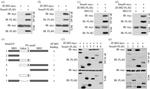 SMAD1 Antibody in Immunoprecipitation (IP)