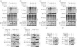 SMAD1 Antibody in Immunoprecipitation (IP)