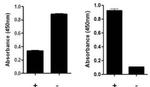 Human SMAD1 (Total/Phospho) InstantOne™ ELISA Kit