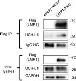 PGP9.5 Antibody in Western Blot (WB)