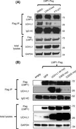 PGP9.5 Antibody in Western Blot (WB)