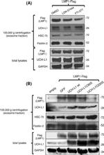 PGP9.5 Antibody in Western Blot (WB)