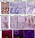 CD326 (EpCAM) Antibody in Immunocytochemistry (ICC/IF)