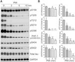 Phospho-Tau (Ser199) Antibody in Western Blot (WB)