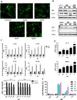 IGF2R Antibody in Flow Cytometry (Flow)