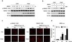 SMAD1 Antibody in Western Blot (WB)