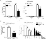 IL-6 Antibody in ELISA, Neutralization (ELISA, Neu)