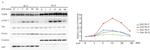 EGFR Antibody in Western Blot (WB)