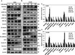 beta Catenin Antibody in Western Blot (WB)