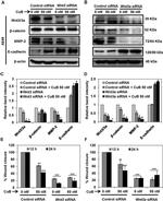 beta Catenin Antibody in Western Blot (WB)