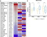 PMCA2 ATPase Antibody in Immunohistochemistry (Paraffin) (IHC (P))