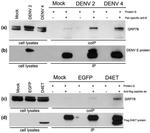 Dengue Virus Type 1-4 Antibody in Western Blot (WB)