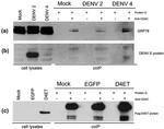 Dengue Virus Type 1-4 Antibody in Western Blot (WB)