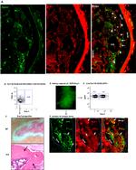 Ly-6A/E (Sca-1) Antibody in Immunohistochemistry, Flow Cytometry (IHC, Flow)