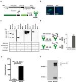 6x-His Tag Antibody in Western Blot (WB)