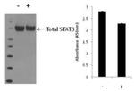 Human STAT3 (Total) InstantOne™ ELISA Kit