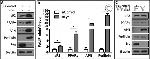 Adiponectin Antibody in Western Blot (WB)