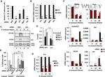 c-Jun Antibody in Western Blot (WB)