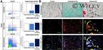 CD34 Antibody in Immunocytochemistry, Flow Cytometry (ICC/IF, Flow)