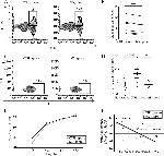 IL-10 Antibody in Flow Cytometry (Flow)